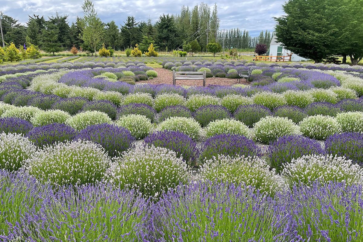 Rain Shadow Lavender Farm built a labyrinth out of the fragrant plant in Sequim, Wash., the lavender capital of North America.  (Andrea Sachs/Washington Post)