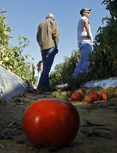 Farmer Chad Smith, right, looks over one of his fields of ripening tomatoes in Steele, Ala. Only a few of Smith’s field workers showed up for work. (Associated Press)