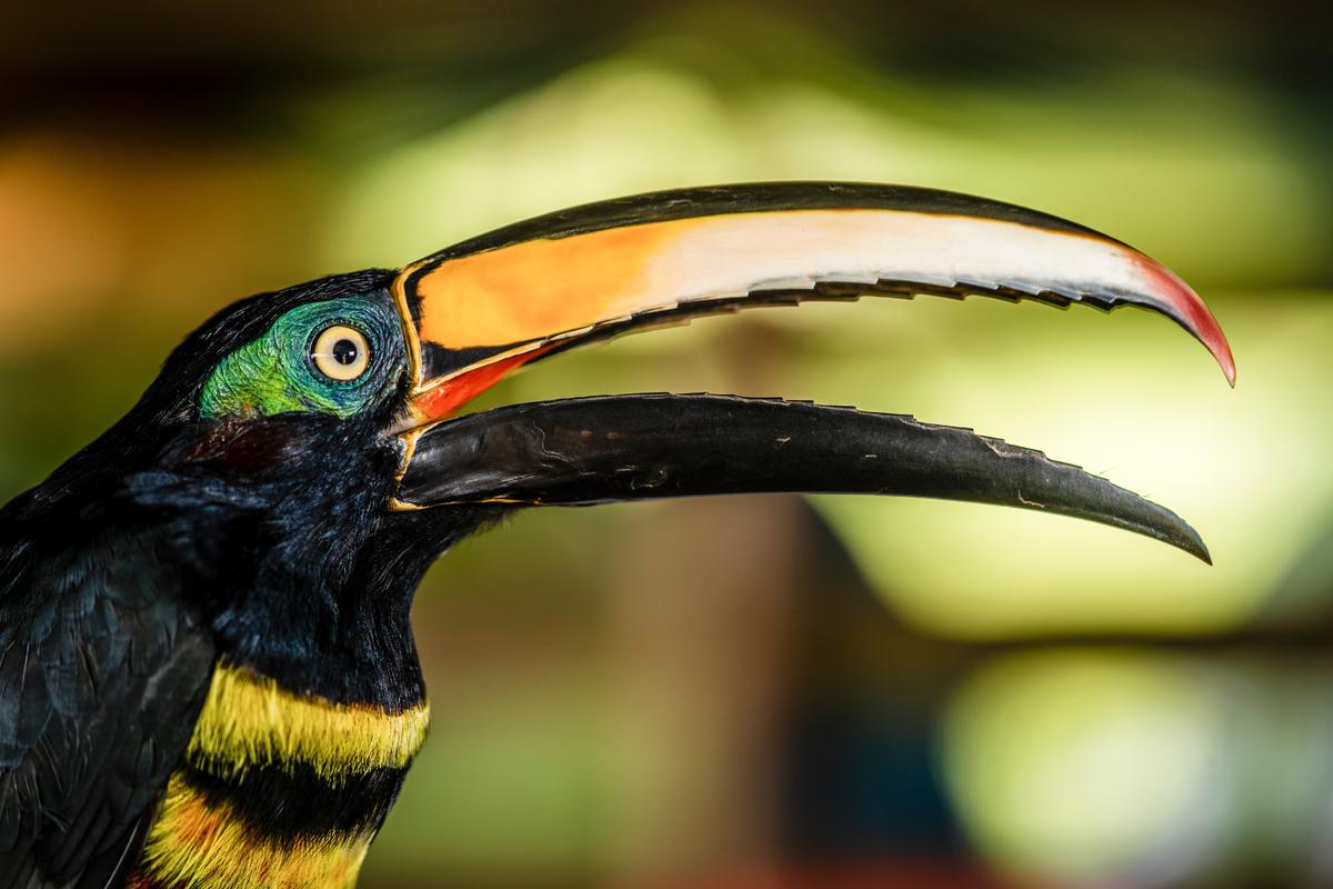 A many-banded aracari on Aug. 9, 2021, in Morelia, Colombia. Colombia is home to the most species of birds known to ornithologists. Merlin, an app, is helping to build an “avian tourism” industry there.  (New York Times )