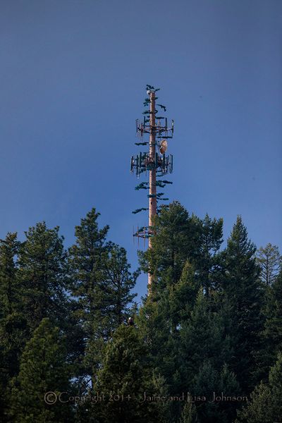 Branches help soften look of a communications tower as seen from Interstate 90 along Lake Coeur d'Alene. (Jaimie Johnson)