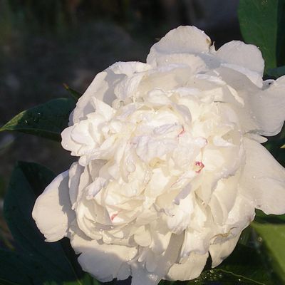 This white herbaceous peony has a few touches of red hidden among the petals. Many peonies bloomed two to three weeks early this year. (Pat Munts / The Spokesman-Review)