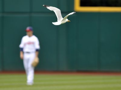 A gull flies to the outfield at Cleveland’s Progressive Field.  (Associated Press / The Spokesman-Review)