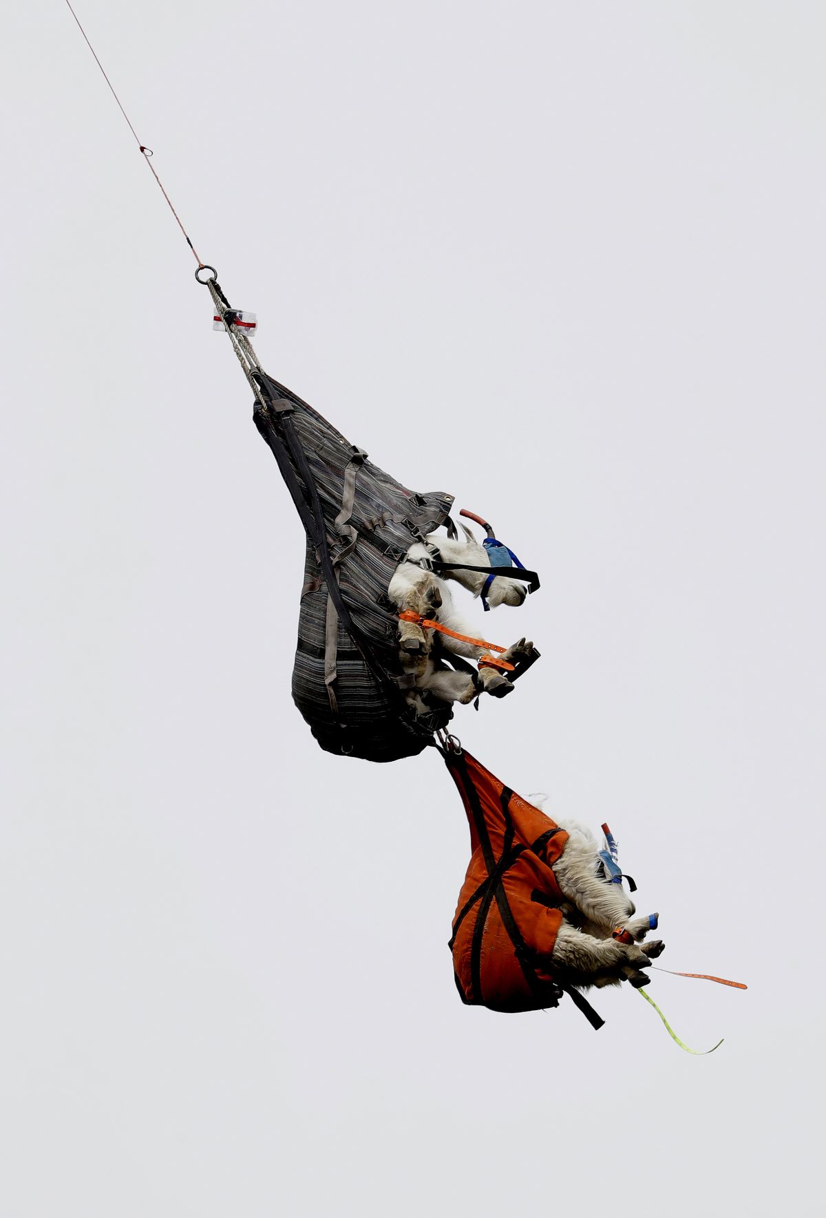 Pictured: A pair of mountain goats, including a billy, top, and a nanny, hang in slings as they are airlifted by helicopter on July 9 to Hurricane Ridge in the Olympic National Park, near Port Angeles, Wash. It marks the second straight year that officials have flown the goats out of Olympic National Park.  (Elaine Thompson/AP)