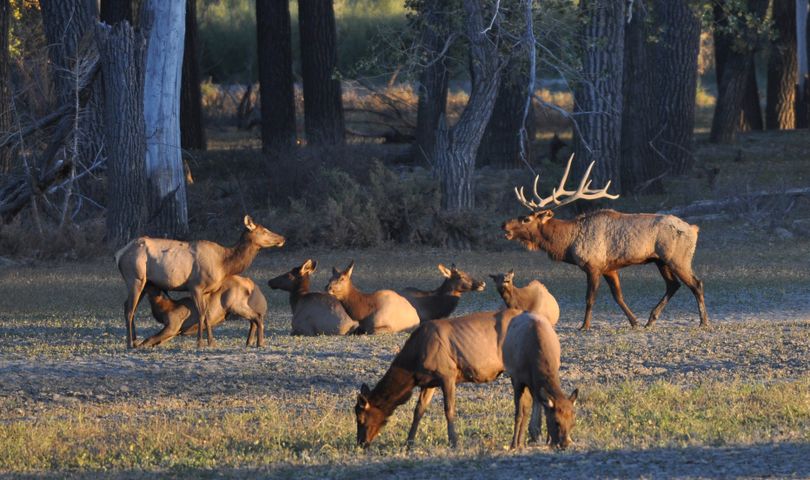 Bull elk command a lot of interest, but antlerless elk – cows and calves of the year – outnumber bulls usually by about 4 to 1. (Rich Landers)