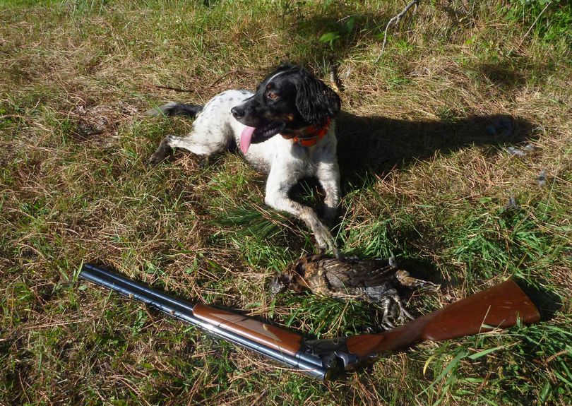 Scout, an English setter, takes a break with his first bird of the hunting season, a ruffed grouse taken on the morning of the Sept. 1 opener. (Rich Landers)