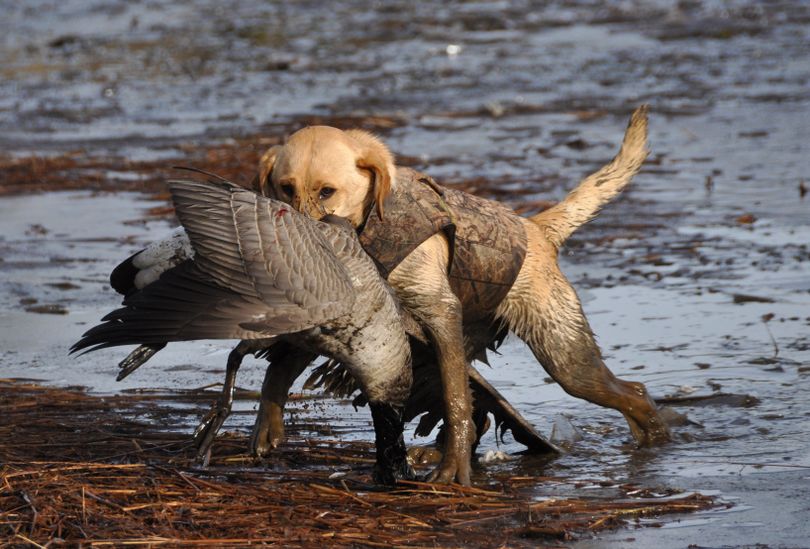 Waterfowl retrievers can expect a busy season in North Dakota, where Canada goose numbers have mushroomed to about 415,000. (Rich Landers)
