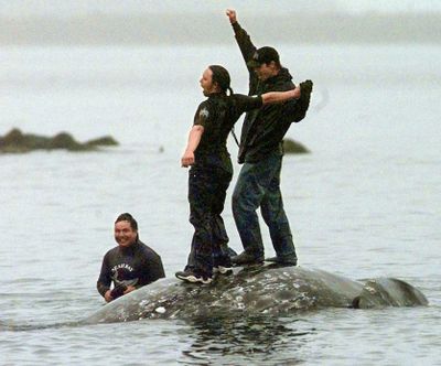 Makah Indian whalers celebrate atop a gray whale after a successful hunt on May 17, 1999, in Neah Bay, Wash. (Associated Press)