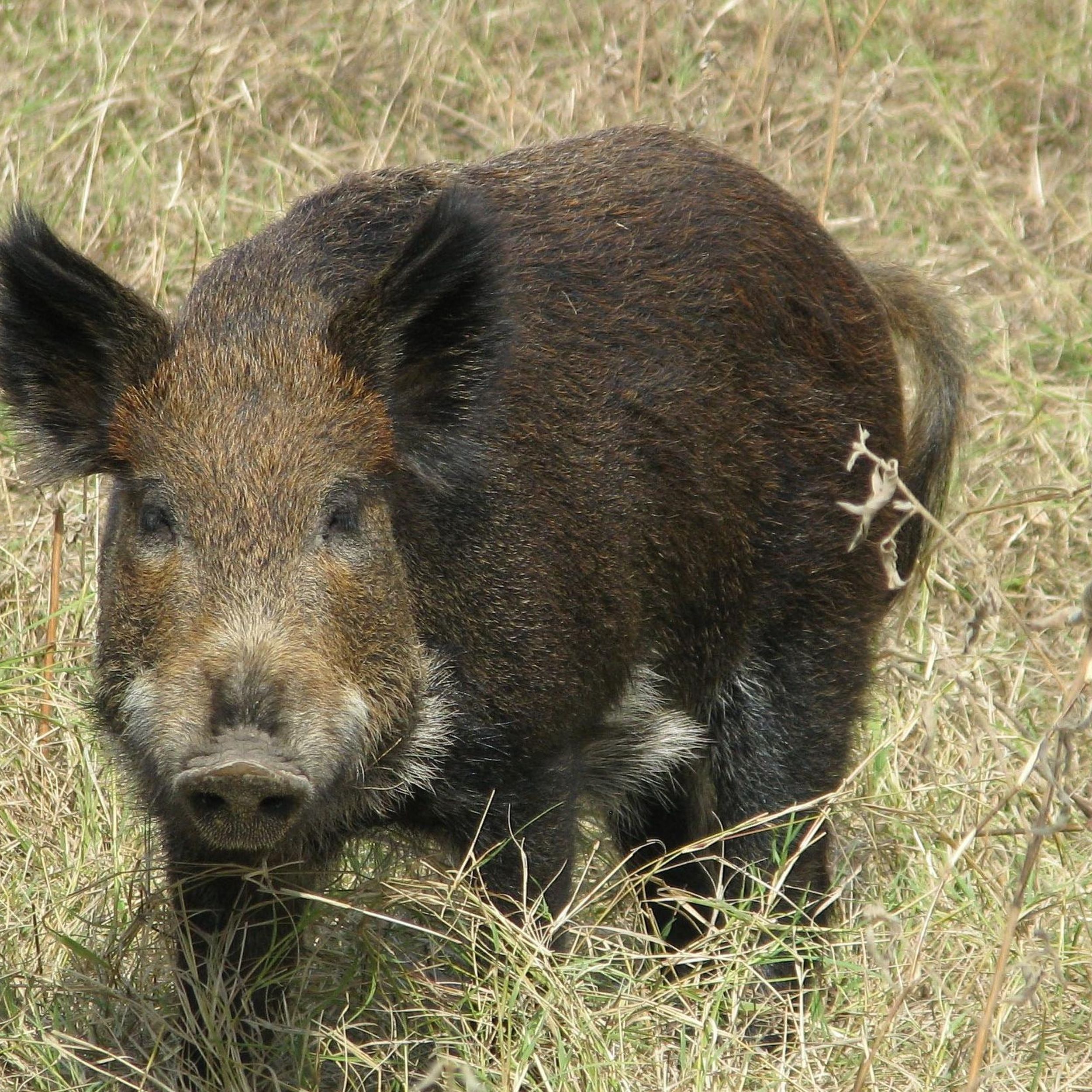 Invasive Species: Wild Boar