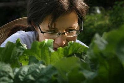 
Amy Grey cuts rhubarb in her back yard in 2006 in Moscow, Idaho. 
 (File / The Spokesman-Review)