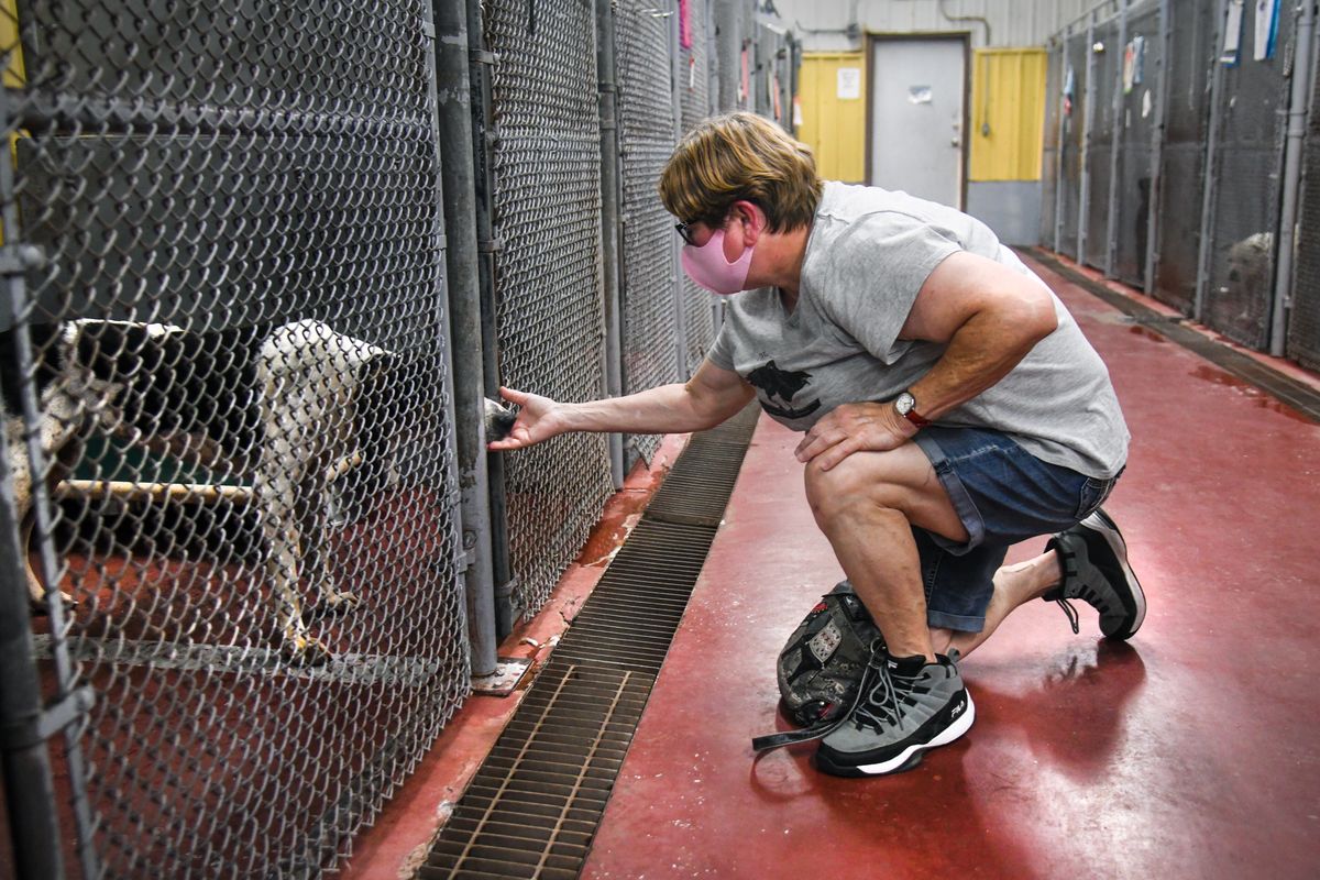 Janice Simpson of Spokane pays a visit to the Spokane Humane Society looking to adopt a dog on Tuesday. She left empty-handed. (Dan Pelle/The Spokesman-Review)