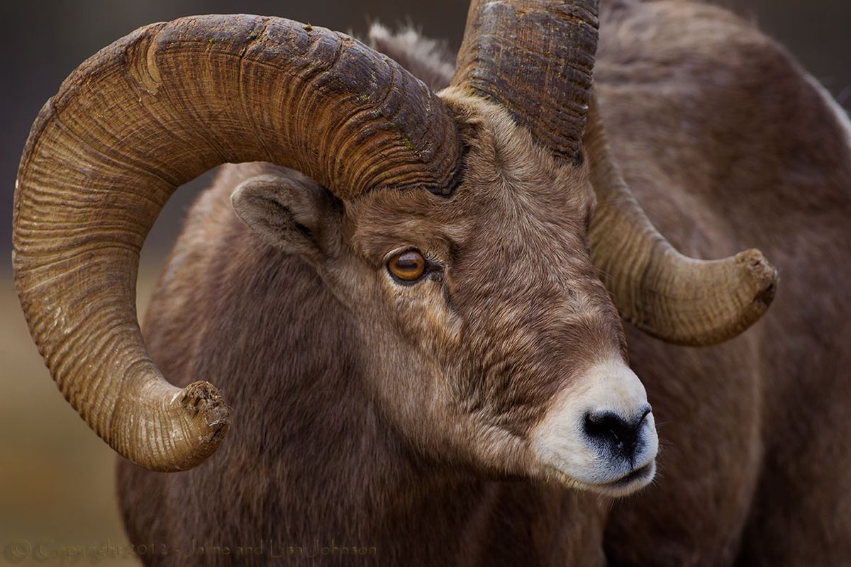 Photographer focuses on battling bighorn rams | The Spokesman-Review