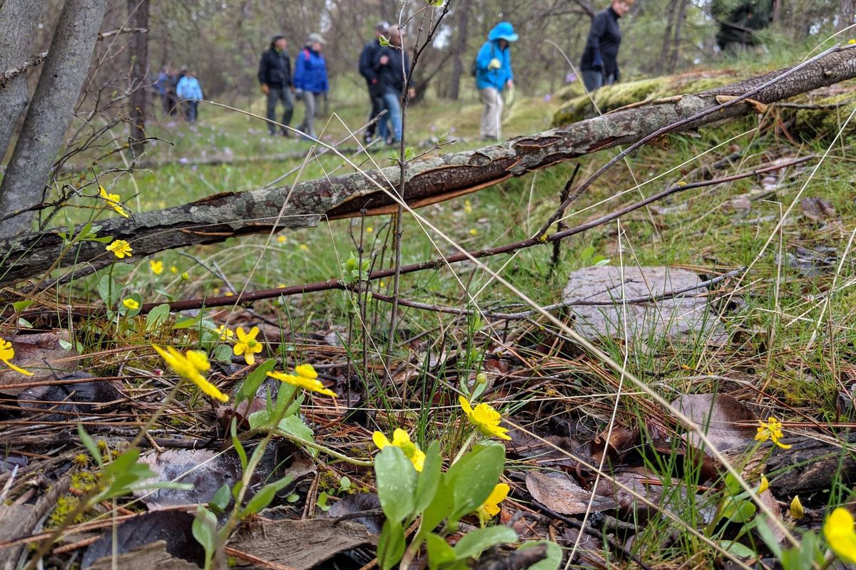 Buttercups bloom in the Dishman Hills Natural Area as hikers enjoy the spring scenery.  (Courtesy of Dishman Hills Conservancy)