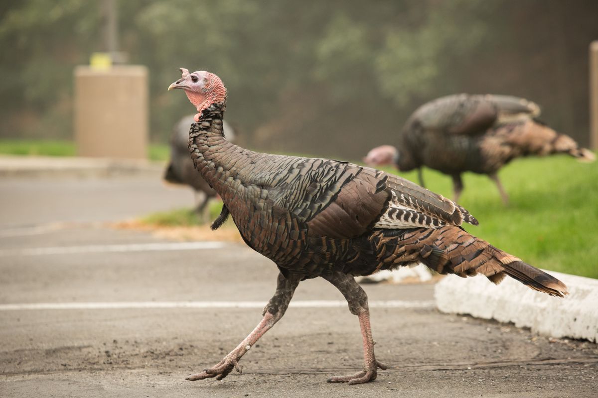 Smoked turkey: A rafter of a half dozen turkeys are spotted during their breakfast feed on Sunday, Sept. 13 amongst the smokey haze in Spokane, Wash. The air quality remained well into the hazardous category and was 495 at the time of this photo.  (Libby Kamrowski/The Spokesman-Review)
