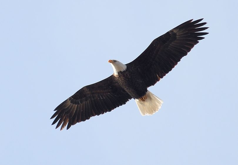 Soaring high: A bald eagle wheels patiently high above Lake Coeur d’Alene on Friday during the annual gathering of eagles in December to feast on spawned-out kokanee salmon. Though fewer in number than in other years, several birds were feeding Friday near Higgens Point on Wolf Lodge Bay with others stationed around Beauty Bay. (Jesse Tinsley)