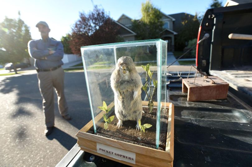 James Martell, director of the Canyon County Department of Weed and Pest Control, talks about the gopher control efforts of the department next to a taxidermied pocket gopher and gopher traps on display on the tailgate of his truck Tuesday morning outside a Nampa home. (Greg Kreller/Idaho Press-Tribune)