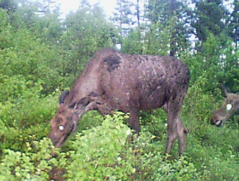 A cow moose and calf trip the motion-activated shutter of a trail cam set up in Stevens County by Kevin Scheib of Colville. (Kevin Scheib)