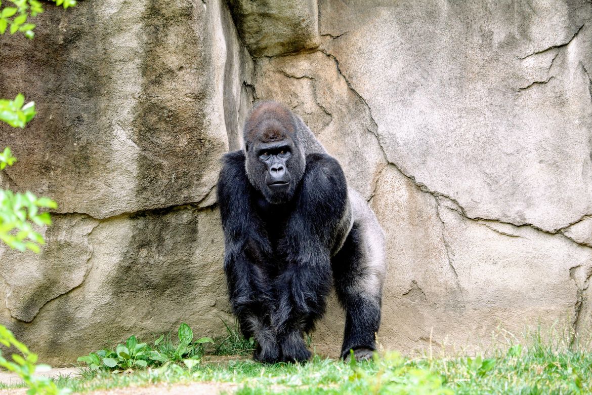 Unbelievable These Animals Walk On Their Knuckleslearn Why - 0qzkh75