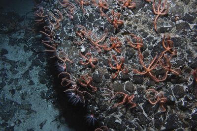 Brittle stars, likely Ophiacantha rosea, relatives of sea stars and sea cucumbers, colonize the peak of a seamount to feed on particles carried by the swift Antarctic Circumpolar Current.  (Associated Press / The Spokesman-Review)