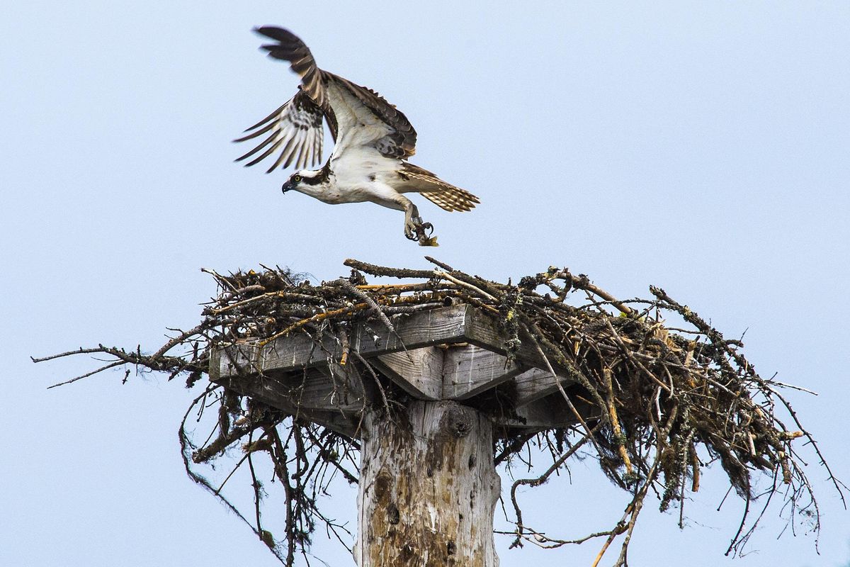 A previously-banded osprey launches from the nest, as Wayne Melquist and volunteers approach by boat, July 15, 2017, on Lake Coeur d’Alene. (Dan Pelle / The Spokesman-Review)