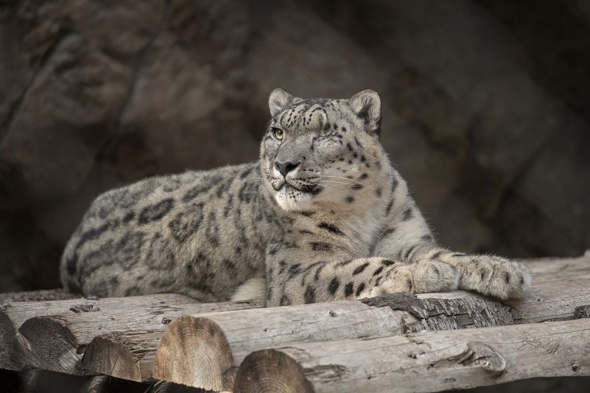 In this Oct. 10. 2019 photo provided by the San Diego Zoo Wildlife Alliance, Ramil, a male snow leopard, rests at the San Diego Zoo in San Diego. Ramil was tested for the coronavirus after caretakers noticed that he had a cough and runny nose on Thursday, July 22, 2021. The animal