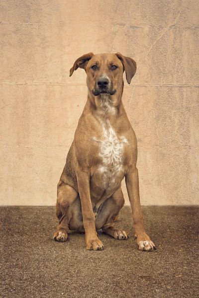 This hound is available for adoption at Spokane Regional Animal Protection Service. (Karen Fosberg / Karen Fosberg)