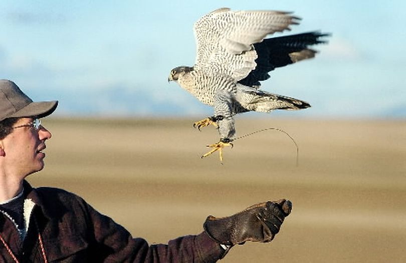 Marlow Stevens releases Nevarre, a peregrine/gyr falcon hybrid, who will hover 800 feet in the air waiting for a pheasant or Hungarian partrige to flush from a ravine west of Churchill, Mont.