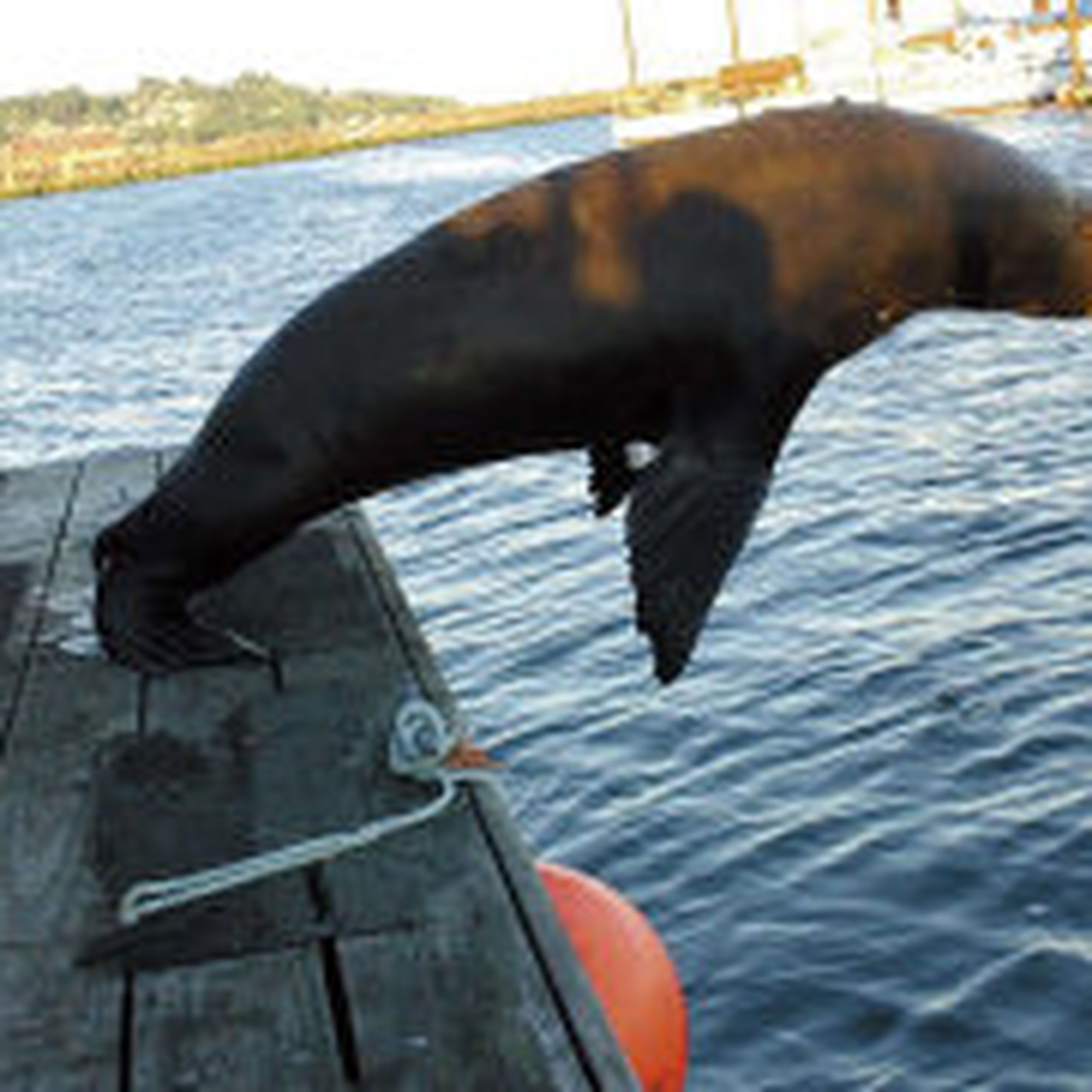 Branding Helps Track Sea Lions The Spokesman Review