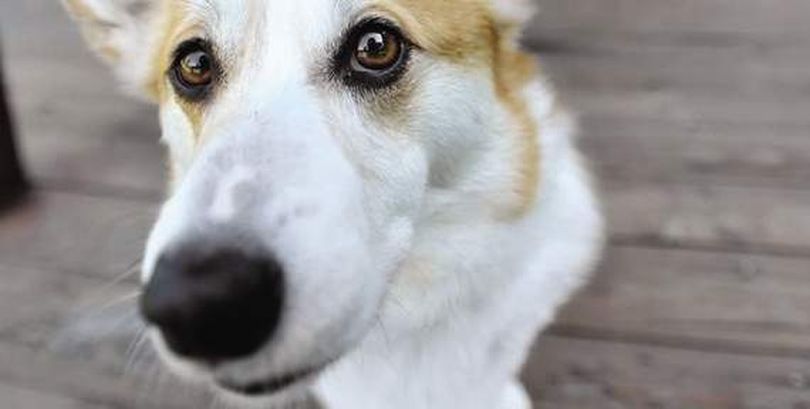 Dogs will be allowed in some Oregon State Parks yurts and cabins starting in the 2012 season. (Julia Moore / Mail Tribune)