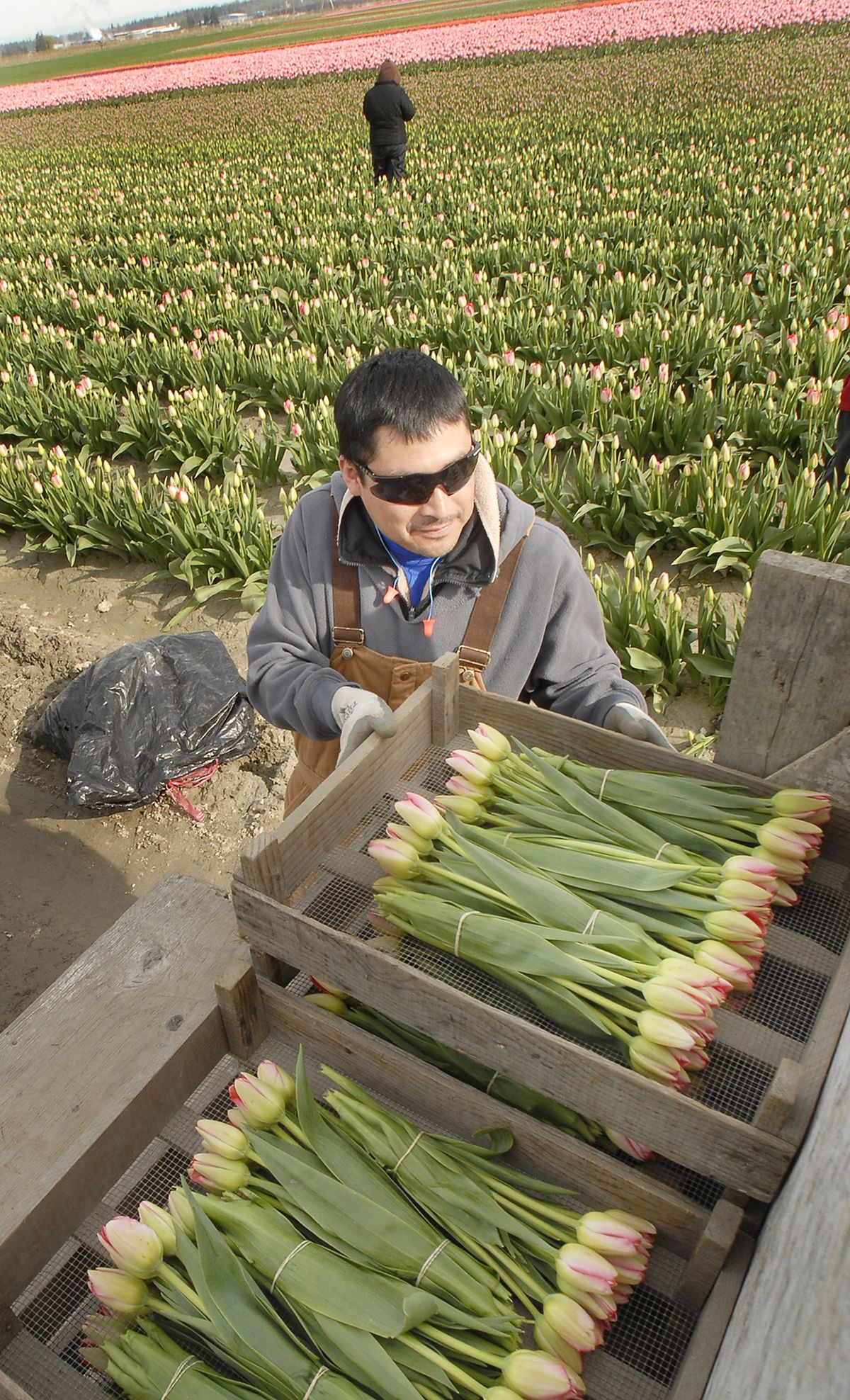 A field worker stacks a box of tulips at Tulip Town near Mount Vernon, Wash. The growing of tulips is a process that begins in the fall with bulb planting. (File Associated Press / The Spokesman-Review)