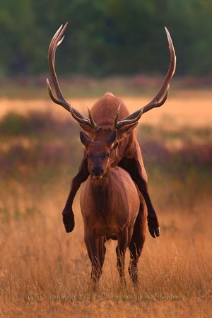 Elk mating during the rut in Montana, September 2012. (Jai)
