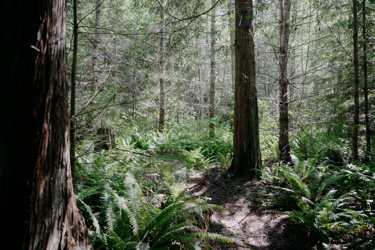 The site of the now-canceled “Power Plant” timber sale. MUST CREDIT: Grant Hindsley/For The Washington Post  (Grant Hindsley/For The Washington Post)