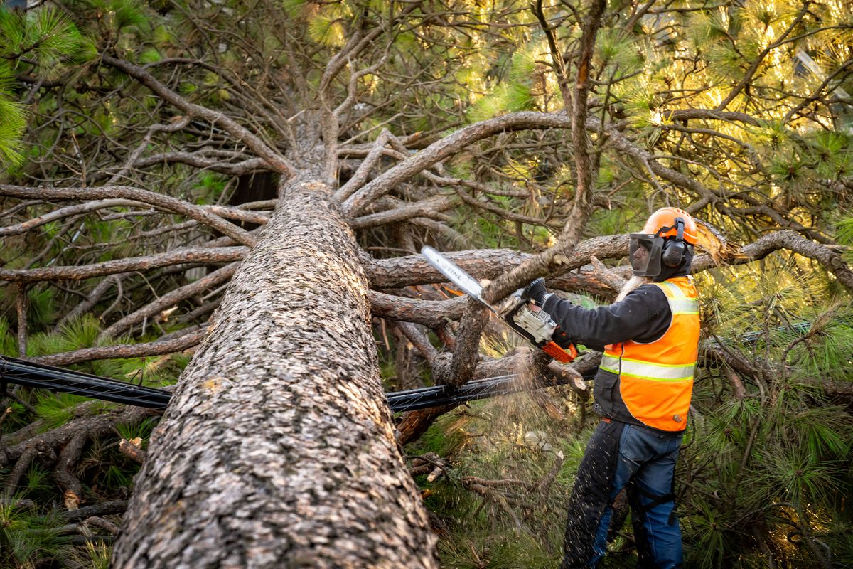 A worker with Lumen helps limb a Ponderosa tree that fell and took out utility lines Wednesday on both sides of Bernard Street at 22nd Avenue.  (COLIN MULVANY/THE SPOKESMAN-REVIEW)