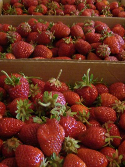 Some of today's intake. Twenty-five pounds is a lot of berry.  (Maggie Bullock)