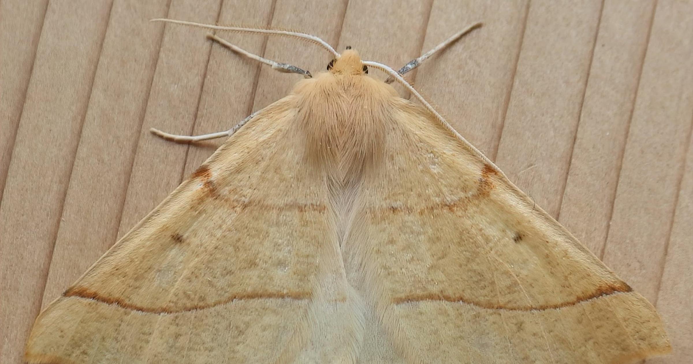 Cool Critters: Nature's trickery - what looks like an autumn leaf and flies and night?