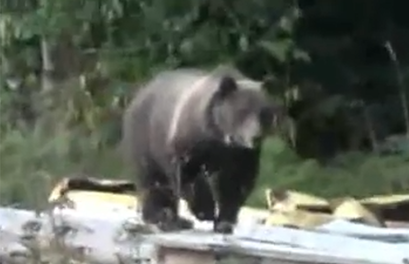 A collared grizzly bear explores a family's yard near Enaville, Idaho, in this screen shot from a video. (Sandy Podsaid)