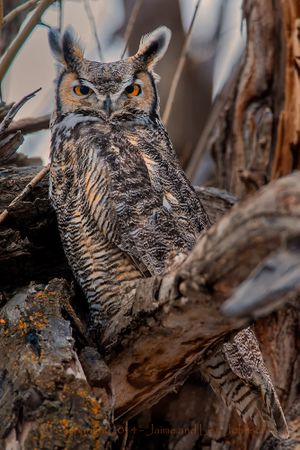 Male great horned owl. (Jaimie Johnson)
