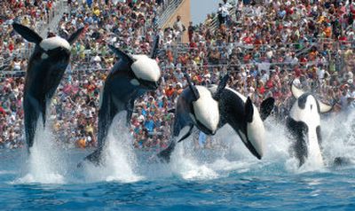 
Killer whales perform at SeaWorld in San Diego in a new Shamu show that explores the connection between humans and killer whales. 
 (Associated Press / The Spokesman-Review)