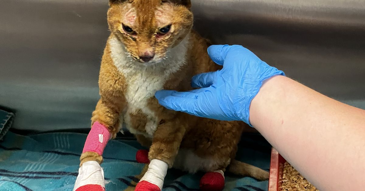 Spokane County looking to reunite burnt orange cat with owners