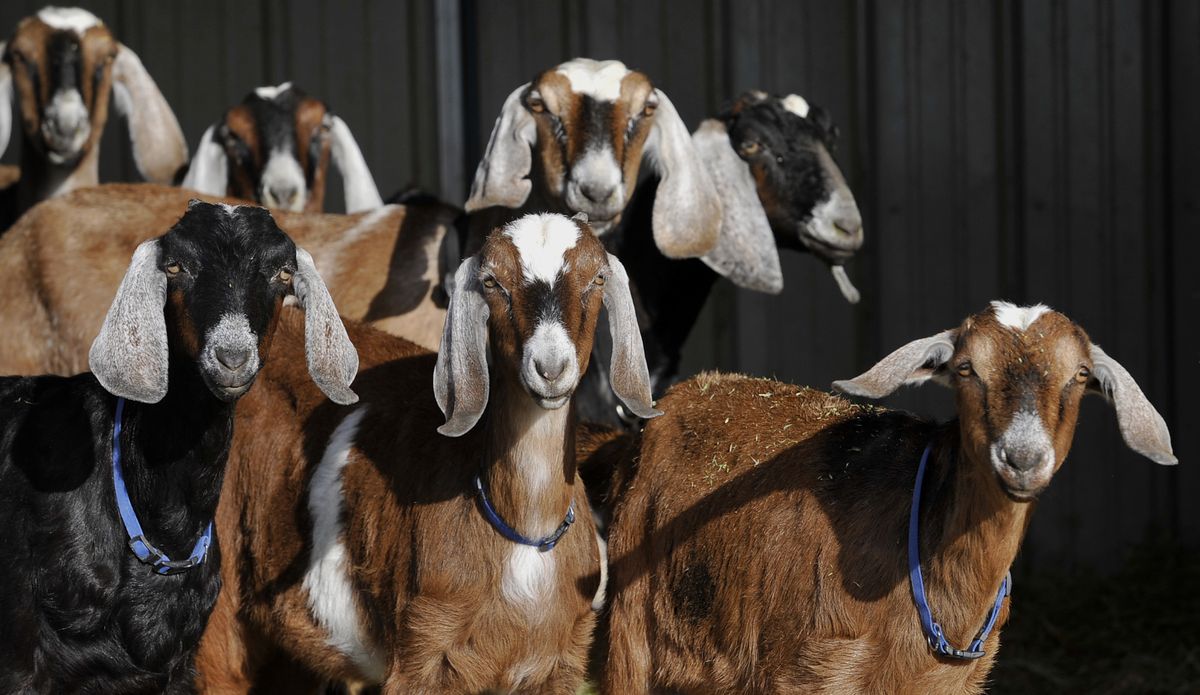 Some of the Nubian goats at Heron Pond Farms produce milk for the cheese-making operation. (Dan Pelle / The Spokesman-Review)
