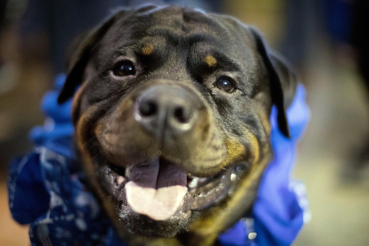 Prime, a Rottweiler who works as a service dog, is seen during the meet the breeds companion event to the Westminster Kennel Club Dog Show, Saturday, Feb. 11, 2017, in New York. (Mary Altaffer / Associated Press)