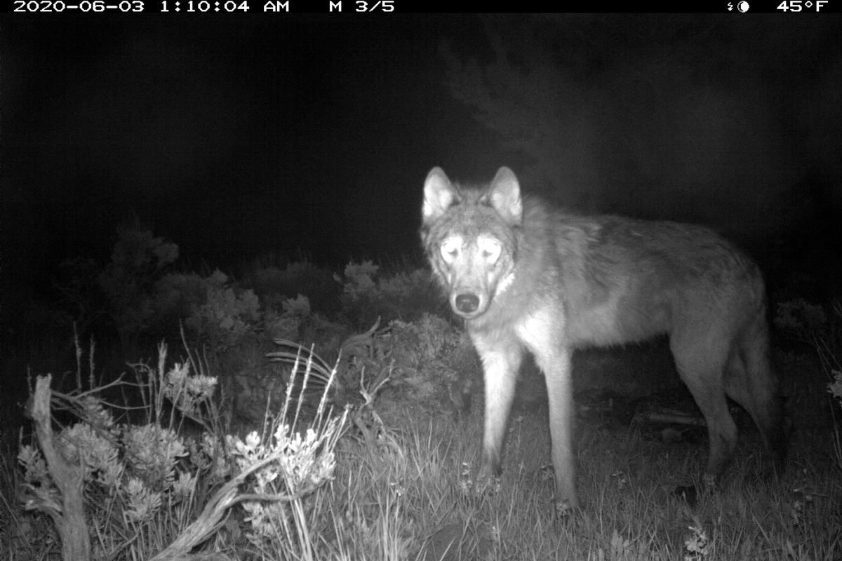 FILE – This June 3, 2020, file image released by Colorado Parks and Wildlife shows a wolf on a CPW-owned game camera in Moffat County, Colo. Government attorneys are due before a federal judge to defend a decision from the waning days of the Trump administration to lift protections for gray wolves across most of the U.S.  (HOGP)