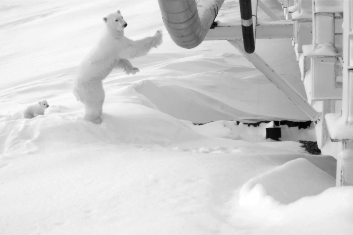 In this undated image taken by a remote camera and provided by the U.S. Fish and Wildlife Service, a polar bear and her young cub stand next to a causeway bridge leading to an artificial island oil production platform in the Beaufort Sea in Alaska. Hilcorp Alaska oil field workers in December spotted the den alongside the bridge and restricted activity to make sure the female was not disturbed. The mother and her cub emerged March 18, stayed near the den for two weeks and headed out to sea to hunt for seals. (Associated Press / Associated Press)