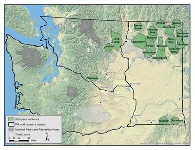 Washington officials confirmed a minimum of 20 gray wolf packs in the state at the end of 2016. (Washington Department of Fish and Wildlife)