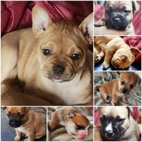 FRENCHY SHIBA PUPPIES