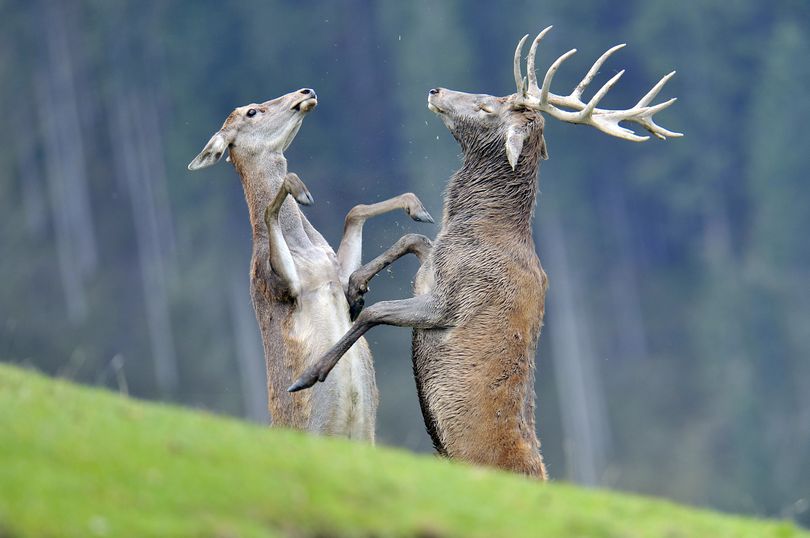 ** CORRECTS TO STAG AND DOE ** A stag and a doe interact during the rutting season in a wildlife park in Aurach near Kitzbuehel, in the Austrian province of Tyrol, on Friday, Oct. 1, 2010. (Kerstin Joensson / Associated Press)