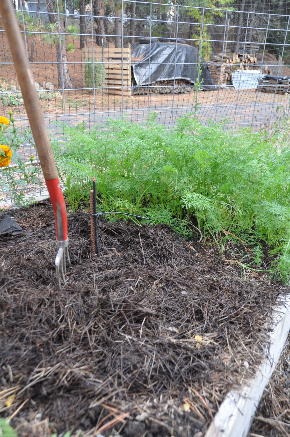 Composted pine needles make a great compost mulch for garden beds. It drains quickly and will last several years because needles don’t break down quickly. Here, pine needles compost will cover this crop of late carrots when the ground freezes.  (Pat Munts/For The Spokesman-Review)