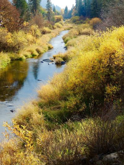 Golden hues: Fall colors peak along Hangman Creek. (Neil Stoughton / Neil Stoughton photo)