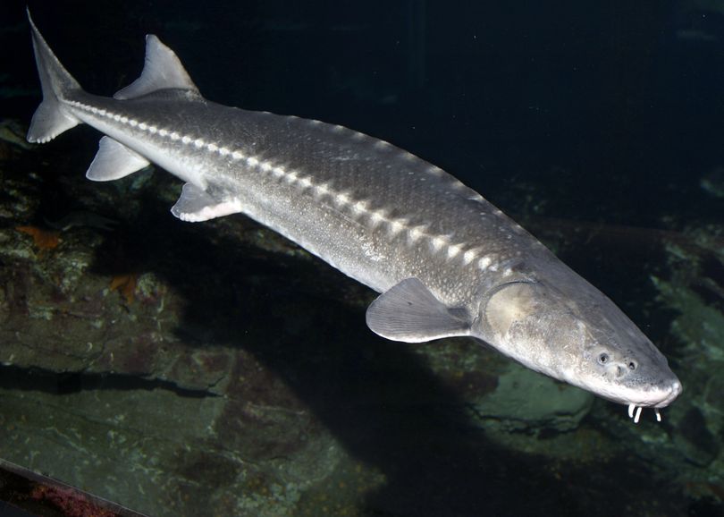Bottom-feeding white sturgeon often eat lost fishing tackle. (Associated Press)