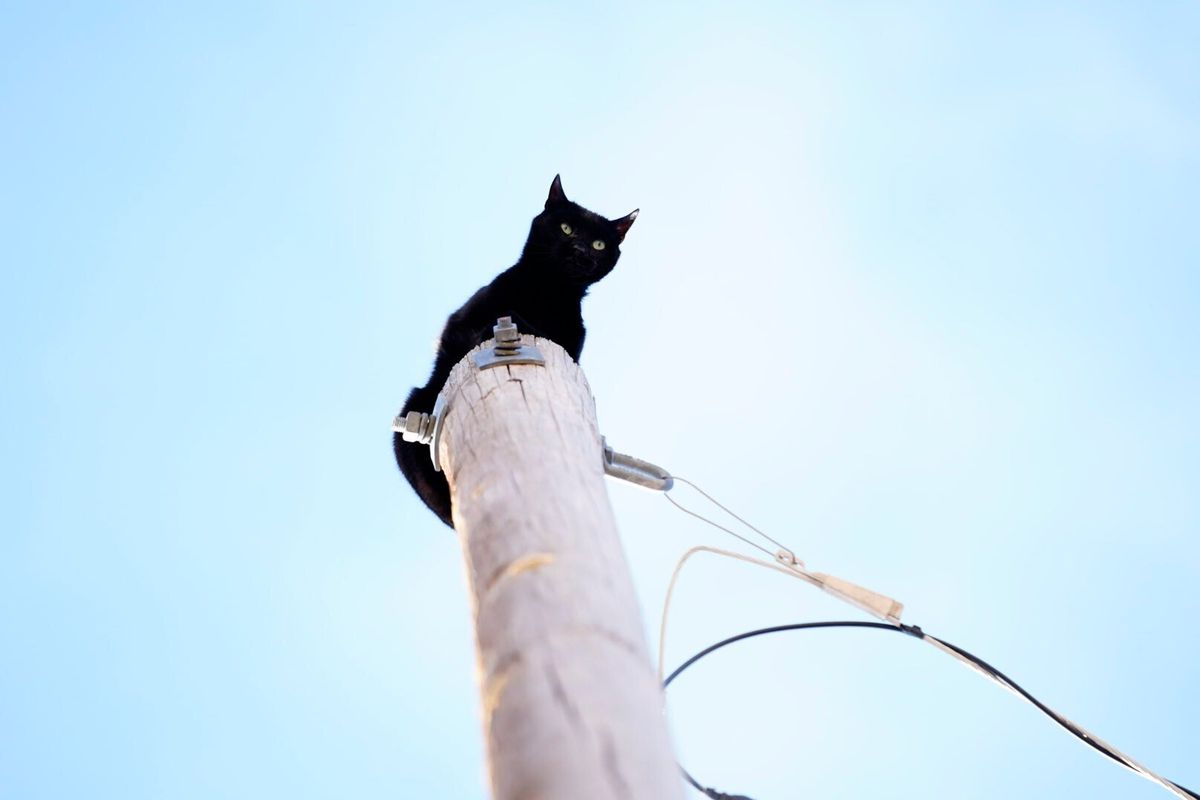 Firefighters in Aurora, Colo., rescued Panther, a cat who was stuck on top of a 36-foot-high light pole for days, on Friday.  (Philip B. Poston)