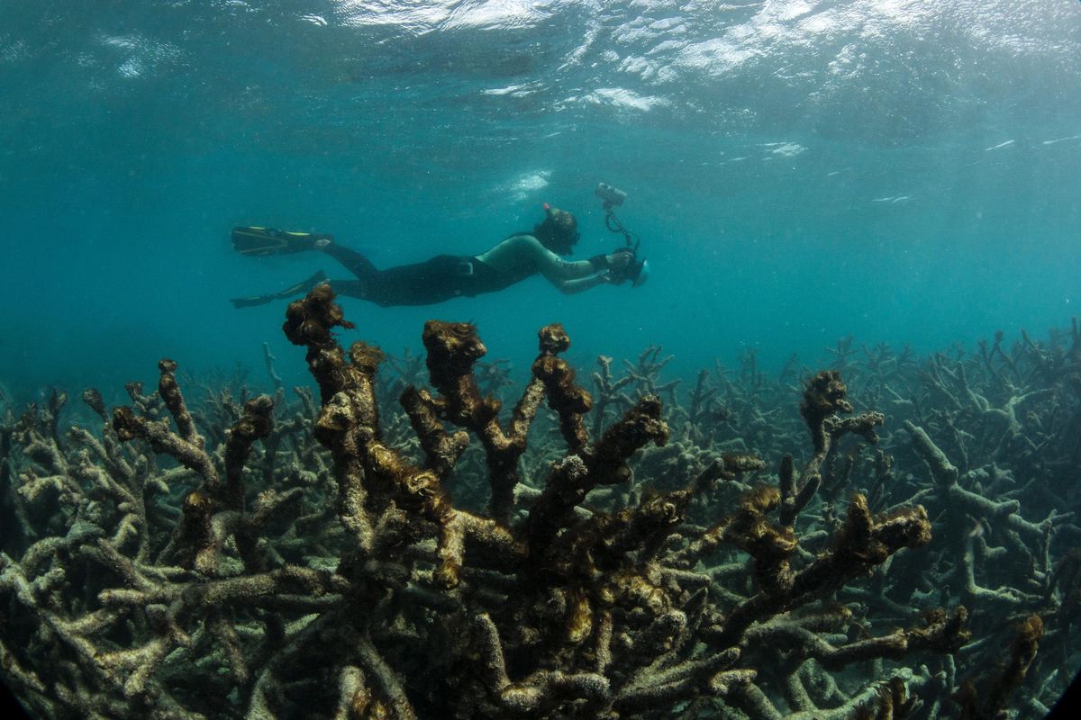 In this May 2016 photo released by The Ocean Agency/XL Catlin Seaview Survey, an underwater photographer documents an expanse of dead coral at Lizard Island on Australia’s Great Barrier Reef. Coral reefs, unique underwater ecosystems that sustain a quarter of the world’s marine species and half a billion people, are dying on an unprecedented scale. Scientists are racing to prevent a complete wipeout within decades. (Associated Press)